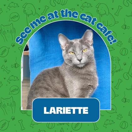 Thumbnail photo of Lariette #1
