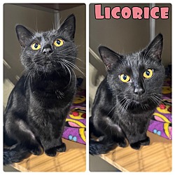 Photo of Licorice