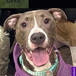 Thumbnail photo of Cindy #2