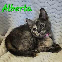 Thumbnail photo of Alberta #3