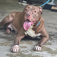 adopt a pet