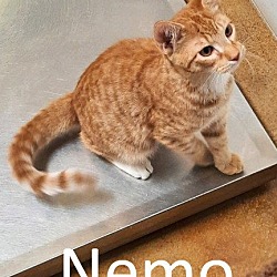 Thumbnail photo of Nemo #1