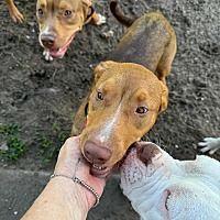 adopt a pet