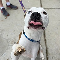 adopt a pet