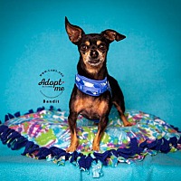 adopt a pet