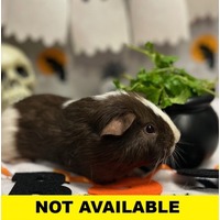 ACORN - Guinea Pig available for adoption