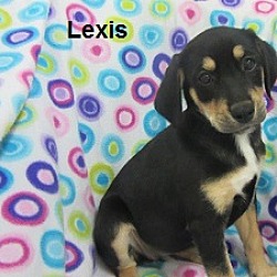 Thumbnail photo of Lexis #2