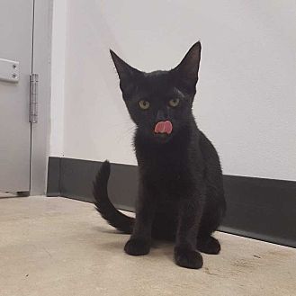 Adopt A Pet Petsmart Charities
