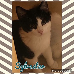 Thumbnail photo of Sylvester #2