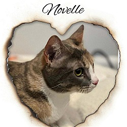 Thumbnail photo of Novelle #3