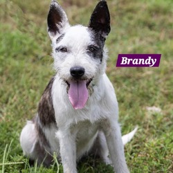 Photo of Brandy