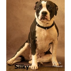 Thumbnail photo of Silky #1