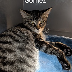 Thumbnail photo of Gomez #1