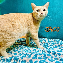 Thumbnail photo of Jaco #3