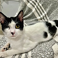 adopt a pet