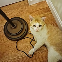 adopt a pet