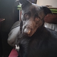 adopt a pet
