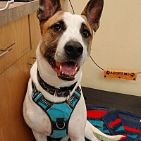 adopt a pet