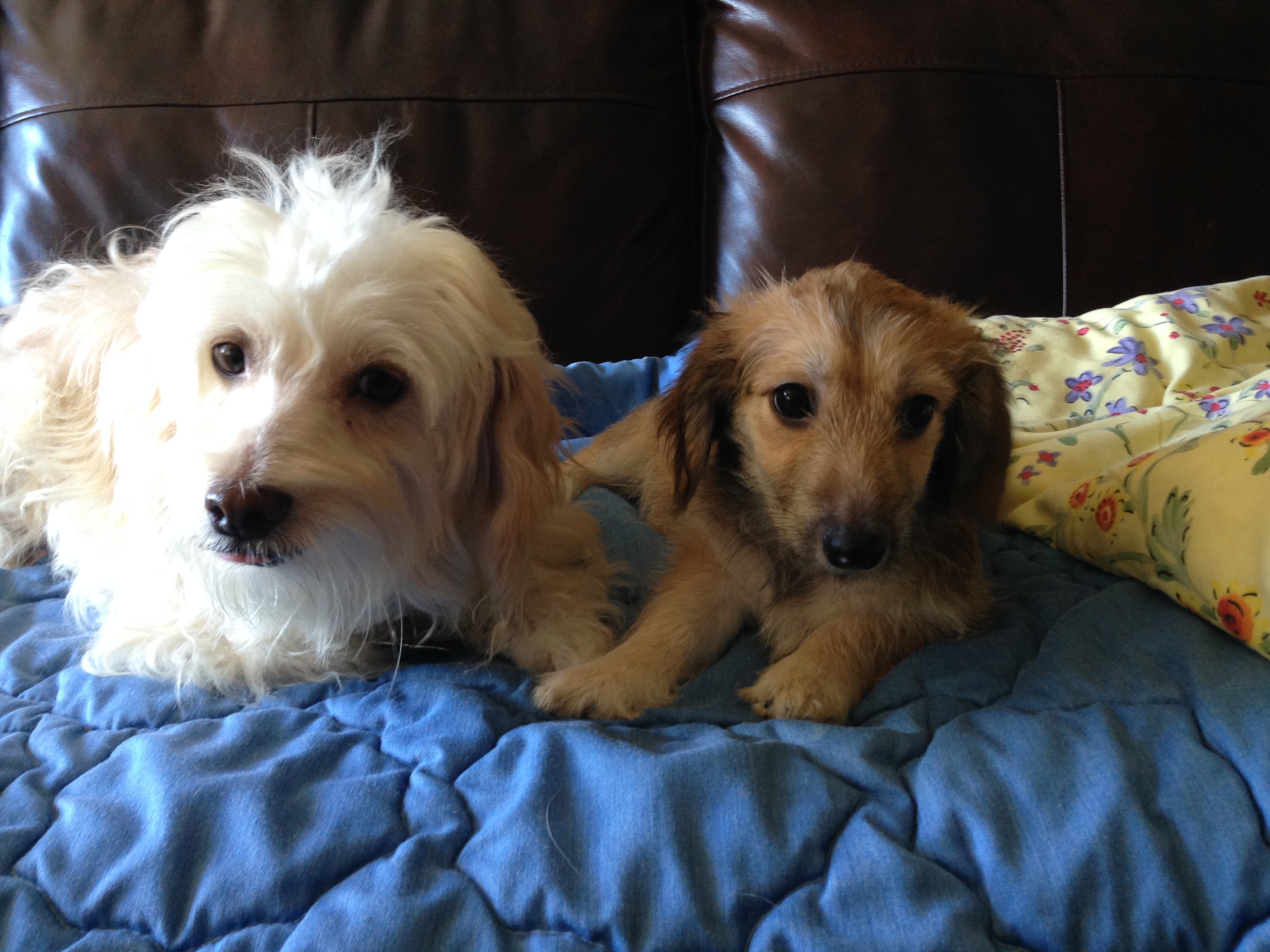 coton de tulear and yorkie mix