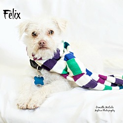 Thumbnail photo of Felix #2