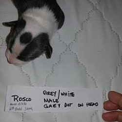 Thumbnail photo of Rosco #3