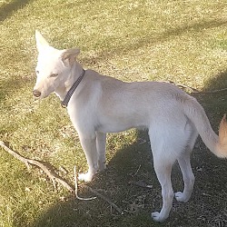 Photo of Dex-Indian Pariah pup