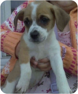 Proctorville Ohio Oh Shih Tzu Meet Sunshine A Pet For Adoption Proctorville Ohio Oh Shih Tzu Meet