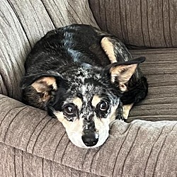 Photo of Casey