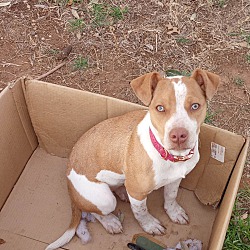 Photo of Shiloh