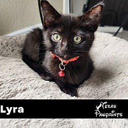 Photo of Lyra