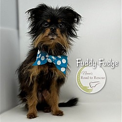 Thumbnail photo of Fuddy Fudge #1