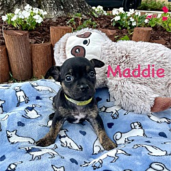 Thumbnail photo of MADDIE #3