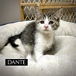 Photo of CAT-DANTE