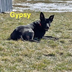 Thumbnail photo of Gypsy #1