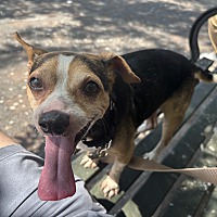 adopt a pet