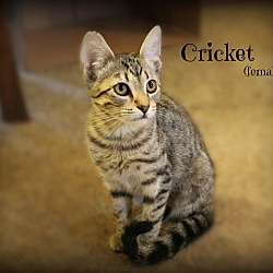 Thumbnail photo of Cricket #3
