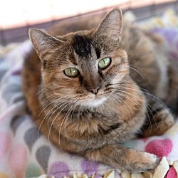 Photo of Mama Cat