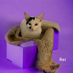 Thumbnail photo of Rei #3