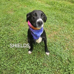 Thumbnail photo of Shields #3