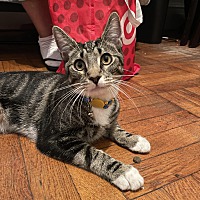 adopt a pet