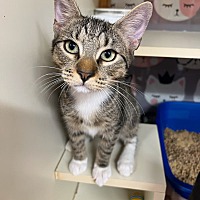 adopt a pet
