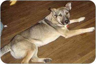 german shepherd elkhound mix