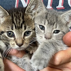 Thumbnail photo of Porch Kittens! Percy and Bertha! #3