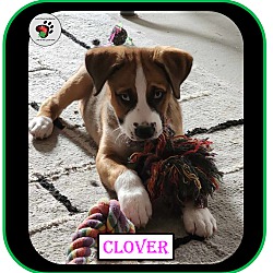 Thumbnail photo of Clover - Single Pup #3