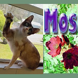 Photo of Mosi
