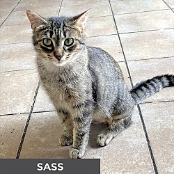 Thumbnail photo of Sass #2