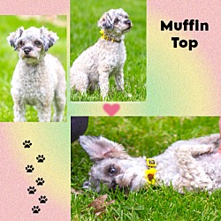Photo of Muffin Top D5934