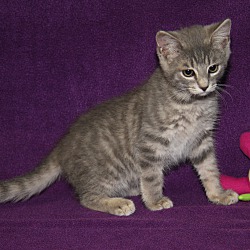 Thumbnail photo of Chipotle (Las Trancas' kitten) #2