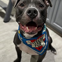 adopt a pet