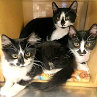 adopt a pet